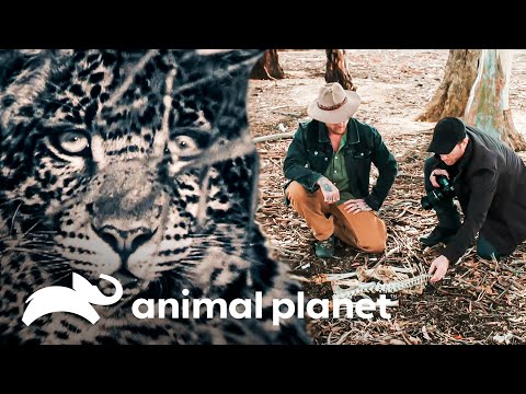 Una extraña criatura está atacando a los animales en Australia | Leyendas Salvajes | Animal Planet