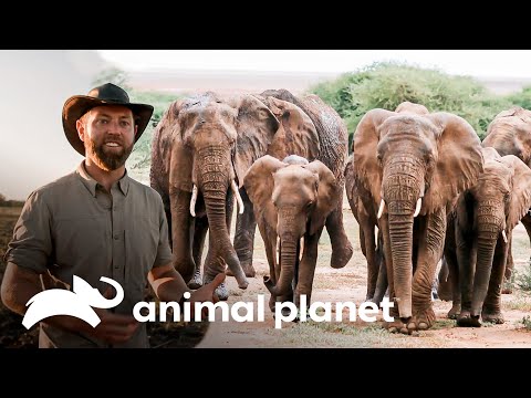Forrest y su equipo buscan salvar las vidas de los elefantes |Criaturas Misteriosas|Animal Planet