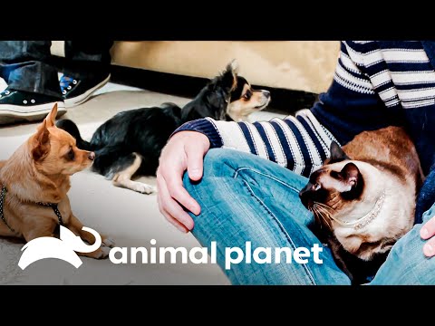 Jackson logró que Precious viva en paz con dos perros | Mi gato endemoniado | Animal Planet