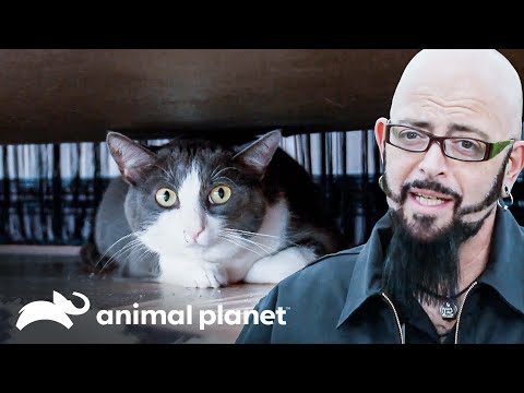 Tosh tiene a su familia viviendo una pesadilla   | Mi gato endemoniado  | Discovery Latinoamérica