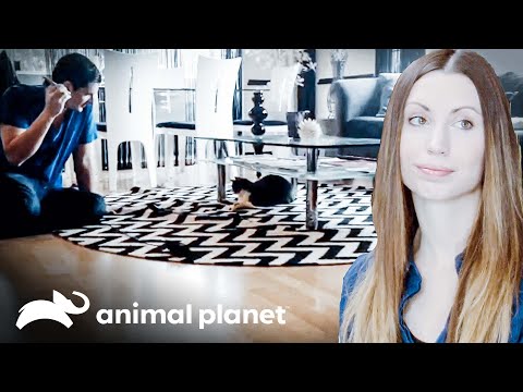 Jackson logra que Tosh se adapte a su hogar  | Mi gato endemoniado  | Animal Planet