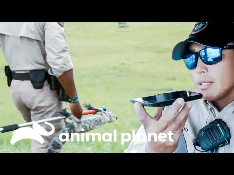 Encuentran un caimán en una refinería | Guardianes de Texas  | Animal Planet