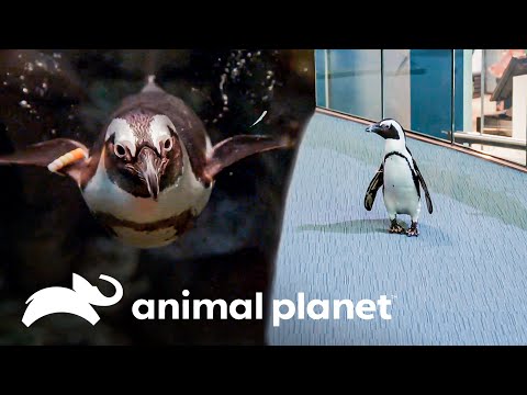 La pingüina Zola debuta ante el público | El Acuario | Animal Planet