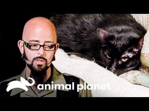 Dos gatas con discapacidades pueden ser un gran problema  | Mi gato endemoniado | Animal Planet