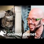 Jackson devolvió la paz al hogar de dos gatas | Mi gato endemoniado | Animal Planet