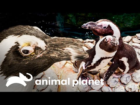 Un pingüino es sometido a una cirugía por catarata | El Acuario | Animal Planet
