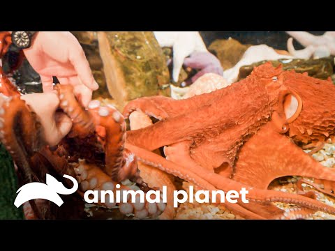 Los pulpos gigantes también pueden jugar | El Acuario | Animal Planet