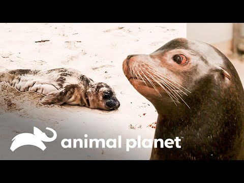 Leones marinos bebés son rescatados por el Centro de Mamíferos Marinos | El Acuario | Animal Planet