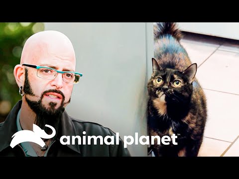 ¿Podrá Jackson modificar las acciones violentas de Reese? | Mi gato endemoniado | Animal Planet