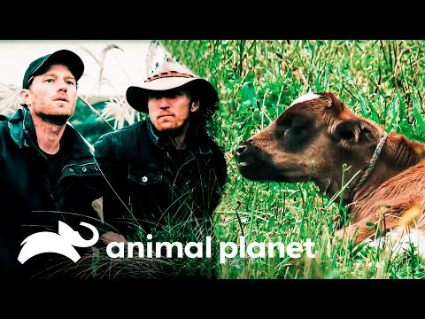 ¿Nuestros investigadores podrán encontrar al "Chupacabras"? | Leyendas Salvajes | Animal Planet