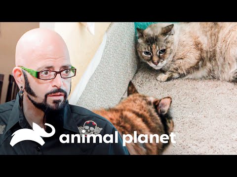 ¿Es bueno llevar un felino para acompañar al gato de la casa? | Mi gato endemoniado | Animal Planet