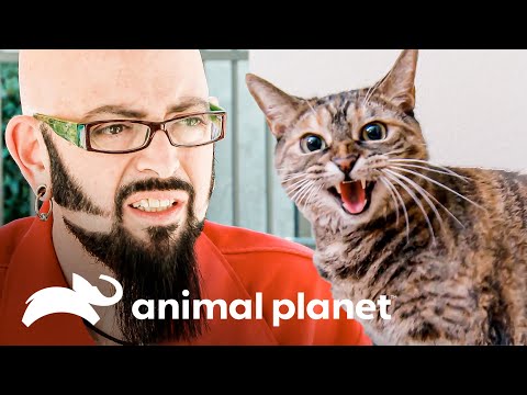 Una agresiva gata no permite visitas en su casa | Mi gato endemoniado | Animal Planet