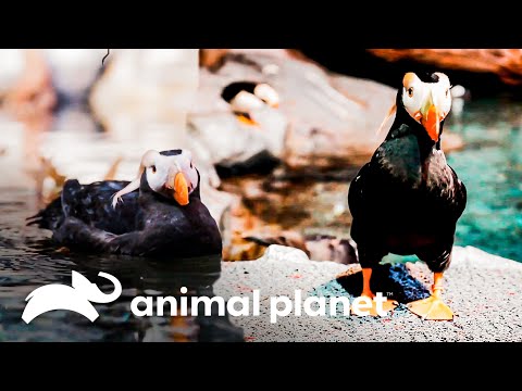 Los frailecillos están cambiando su plumaje | El Acuario | Animal Planet