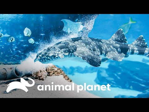 Así se alimentan las diversas especies marinas | El Acuario | Animal Planet