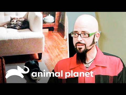 Chloe y Keaton ahora comparten su espacio en la casa | Mi gato endemoniado | Animal Planet