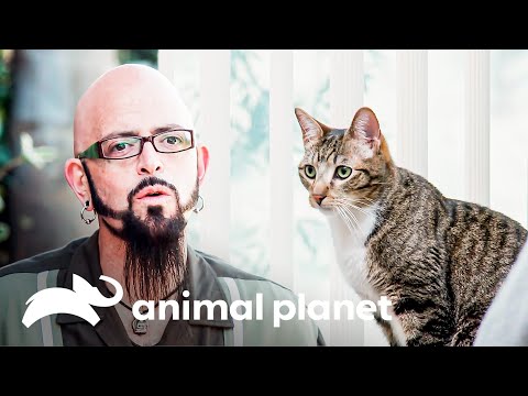 Un gato sufre de una enfermedad llamada pica | Mi gato endemoniado | Animal Planet