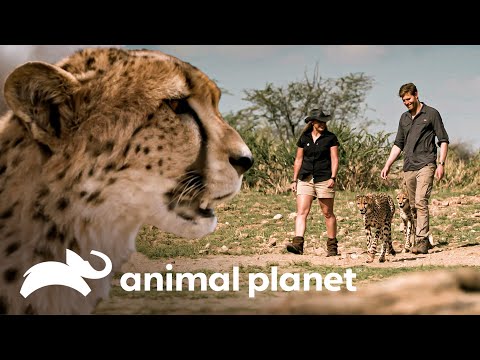 Cientos de animales son protegidos en Namibia | Dr Brown Veterinario Sin Fronteras | Animal Planet