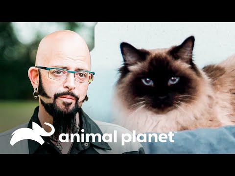 Una gata agresiva está afectando a un matrimonio | Mi gato endemoniado | Animal Planet