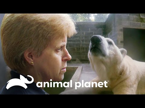 Oso polar superó su expectativa de vida y ya tiene 26 años | El Zoológico Del Bronx | Animal Planet