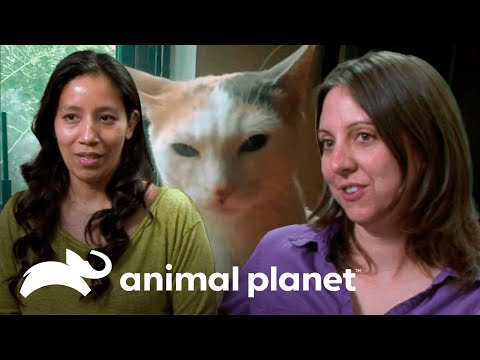 Gata provoca muchos problemas y podría ser reubicada | Mi gato endemoniado | Animal Planet