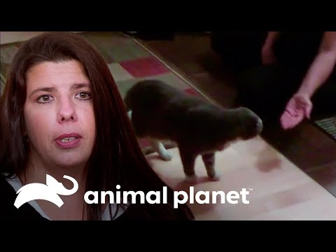 Gato es operado y ahora está más cerca de ser un compañero | Mi gato endemoniado | Animal Planet