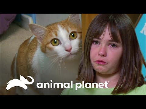 Gata que se orina en todos lados podría ser sacada de la casa | Mi gato endemoniado | Animal Planet