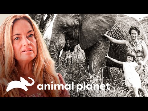 Un matrimonio fue pionero en criar elefantes huérfanos | El Dodo En Busca De Héroes