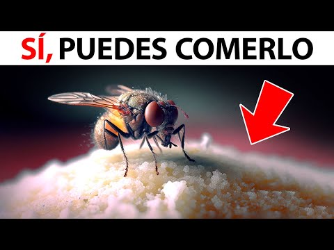 Qué hacen realmente las moscas cuando aterrizan en la comida