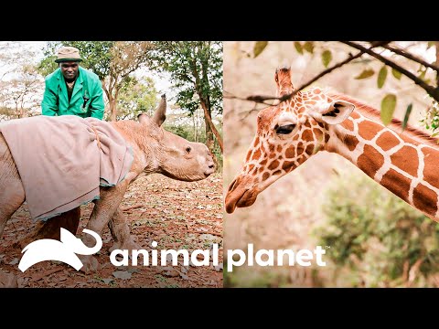 Cría de jirafa y dos de rinoceronte también viven en la guardería | El Dodo En Busca De Héroes