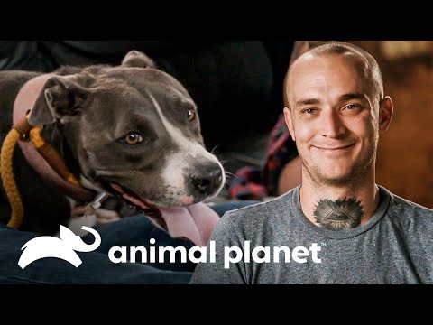 Marcel intentará rescatar a una perra que corre por las vías del tren | Pit bulls y Convictos
