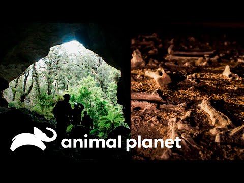 Científicos ingresaron a una caverna para buscar huesos de moas en Australia | Dinosaurios Modernos