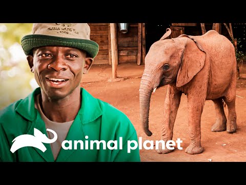 Cría de elefante se prepara para vivir en una reserva nacional en Kenya | El Dodo En Busca De Héroes