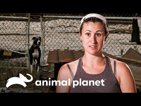 Una perra corre sin control muy cerca de las líneas del tren | Pit bulls y Convictos | Animal Planet