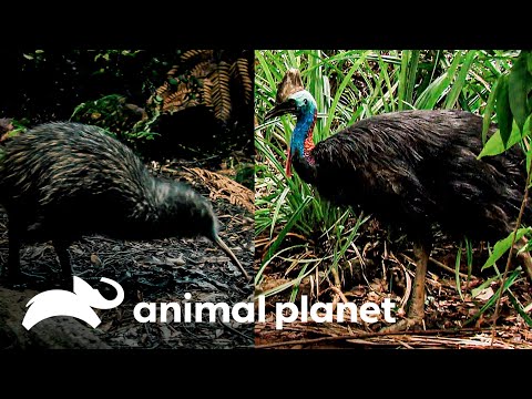 El kiwi tiene características similares al casuario, otra ave milenaria | Dinosaurios Modernos