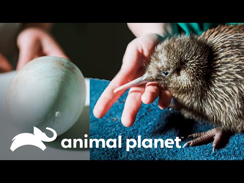 Un huevo de kiwi fue rescatado y ahora el ave saldrá del cascarón | Dinosaurios Modernos