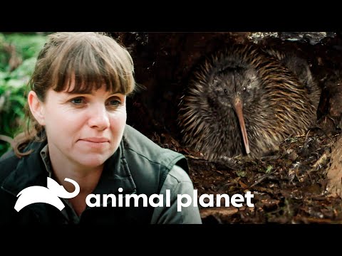 Conoce más sobre el kiwi, el ave nacional de Nueva Zelanda | Dinosaurios Modernos | Animal Planet