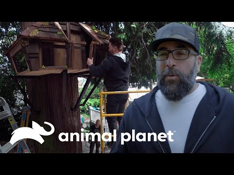 Construyen una increíble casa del árbol para la gata  | Guaridas Con Estilo | Animal Planet