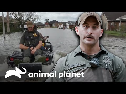 Los guardianes ayudan a los damnificados por un huracán | Guardianes de Luisiana | Animal Planet