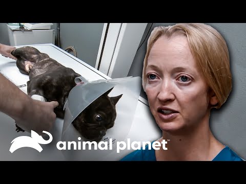 Estos dos perritos comieron objetos extraños | Dr. Jeff, Veterinario | Animal Planet