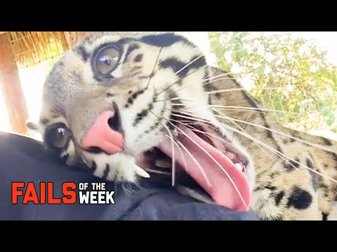Cute Predator Strikes Tourists! Fails Of The Week