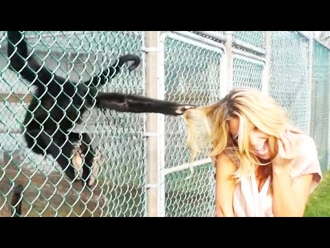 Primate Fails | Funny Animals Fails Caught On Camera