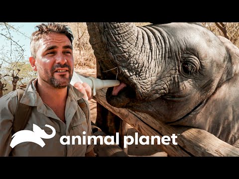 Pequeños elefantes huérfanos son rescatados y protegidos en Botswana | Caminando con Elefantes | A P