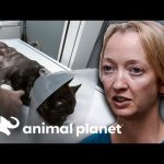 Estos dos perritos comieron objetos extraños | Dr. Jeff, Veterinario | Animal Planet