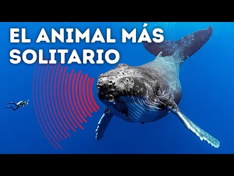 La ballena más solitaria del mundo (podrías llorar después de ver esto)