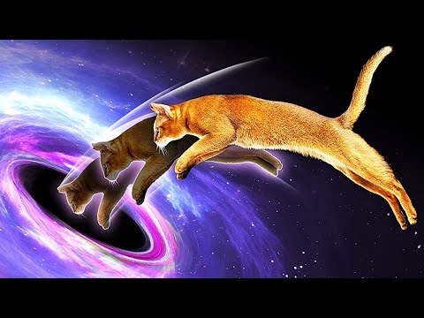 Por qué los agujeros negros son un gato de Schrödinger