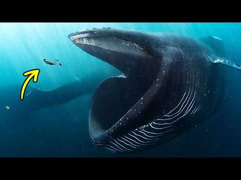 Si te tragara una ballena, ¿qué pasaría?