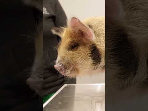 Cerdo rescatado de una fraternidad necesita una radiografía 🐖😖 #VeterinariosDeTexas