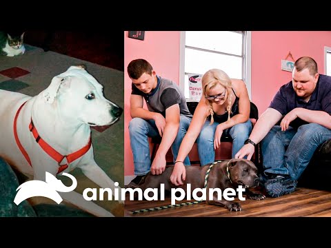 Pareja no sabe que perro quieren elegir para adoptarlo | Pit bulls y convictos