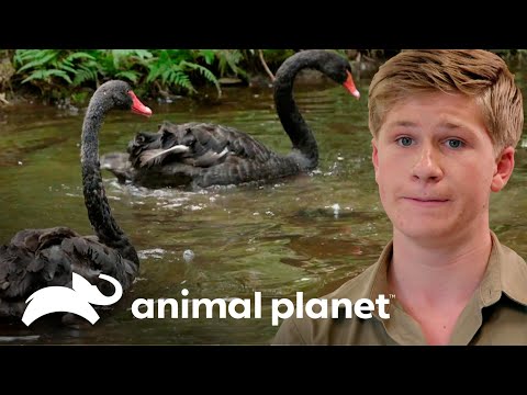 Cisnes negros se recuperan y vuelven a su hábitat natural | Los Irwin | Animal Planet