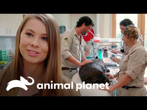 Descubren que wómbat será una futura mamá | Los Irwin | Animal Planet